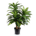 Dracaena Plant, 48"