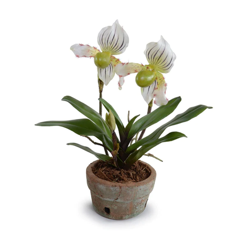 Lady's Slipper Orchid