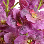 Vanda Orchids in Glass - Pink