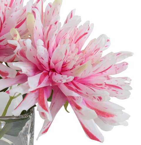 Dahlia Cutting in Glass - Pink-White