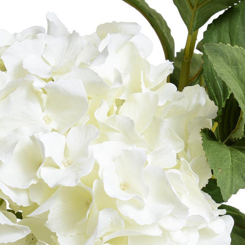 Hydrangea Cutting - White
