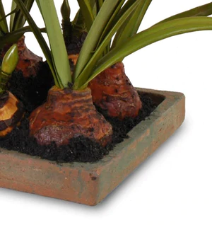 Amaryllis Arrangement - in Terracotta Tray
