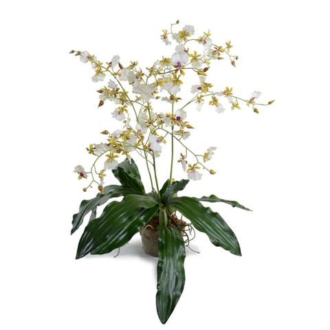 Hybrid Oncidium Orchid - White-Yellow
