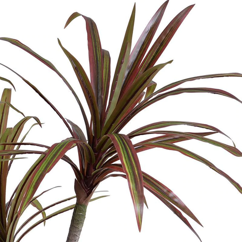 Dracaena Marginata Succulents in Terracotta Column