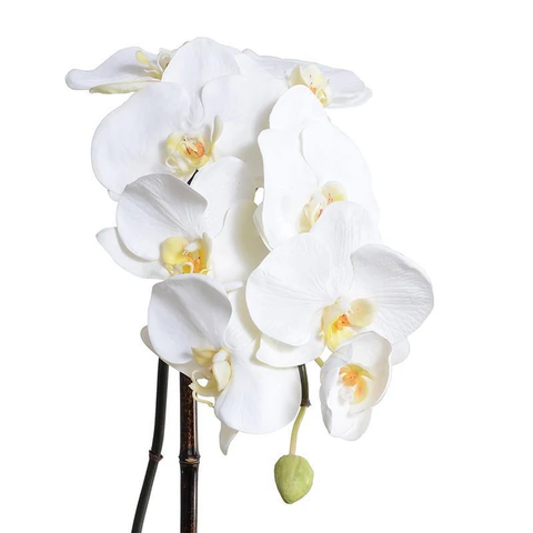Phalaenopsis Orchid x1 in Black Ceramic Bowl, 27"H - White