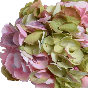 Hydrangea Arrangement - Pink-Green