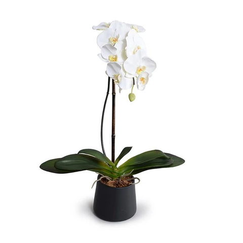 Phalaenopsis Orchid x1 in Black Ceramic Bowl, 27"H - White