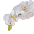 Phalaeonpsis Orchid x3 in Mirror Envelope - White - IN STOCK