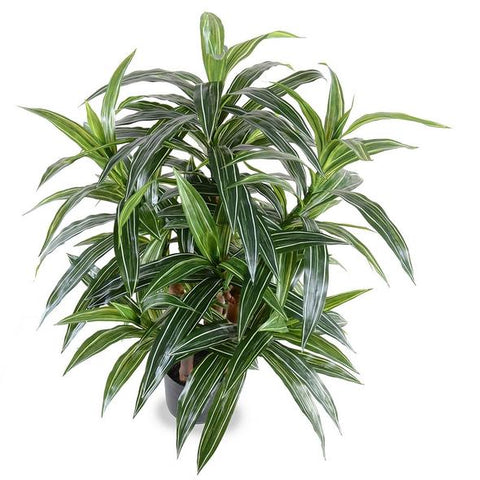 Dracaena Plant, Variegated 36"