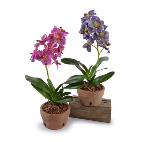 Vanda Orchid in Terracotta - Purple