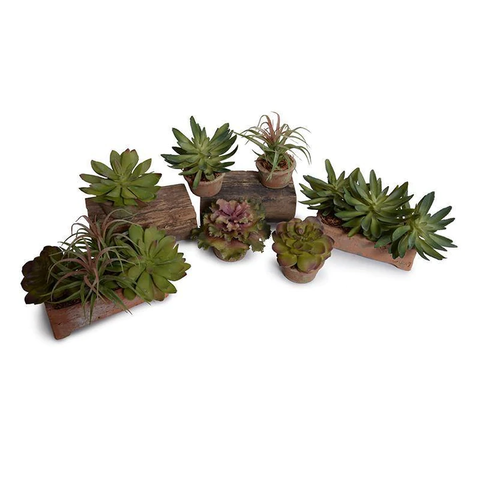 Sedum, Spider,Echeveria Succulent Planter