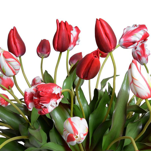 Tulip Arrangement - Red-White
