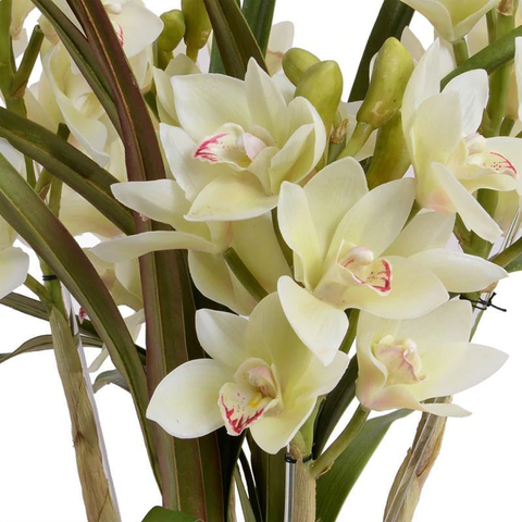 Cymbidium Orchid (Large) - White