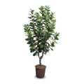 japanese rubber tree Japanese Fukuji Rubber Tree, 6.5' – LIVING.KY