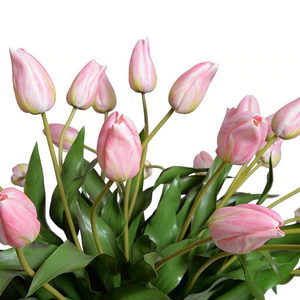 Tulip Arrangement - Pink-White