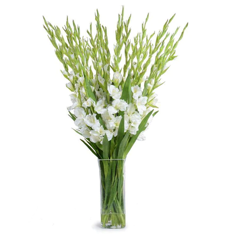 Gladiolus Arrangement in Glass - White