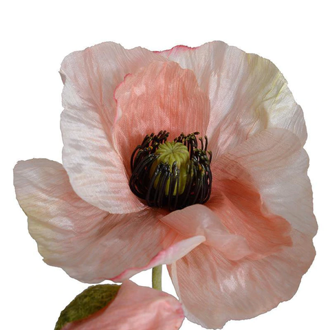 Poppy in Terracotta - Pink