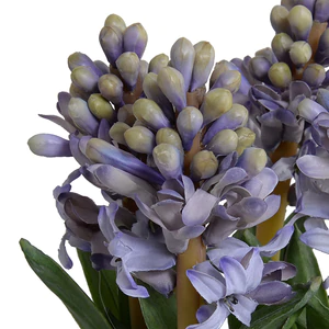 Hyacinth Bulbs in Blue & White Dish