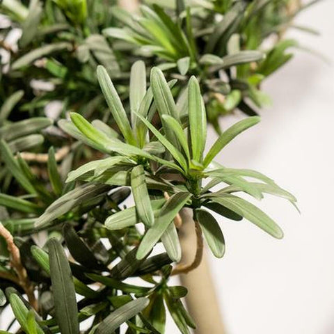 Podocarpus Potted Tree - 38"H