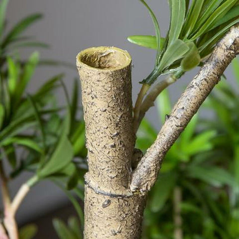 Podocarpus Potted Tree - 38"H