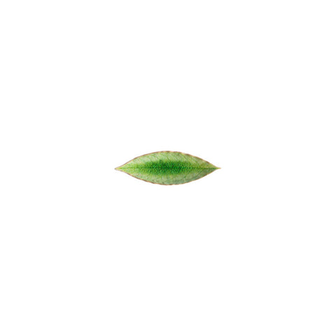 Riviera  Laurel leaf - 18 cm | 7'' - Tomate